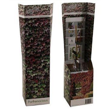 Parthenocissus