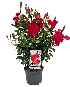 Mandevilla Diamond Red On Reck