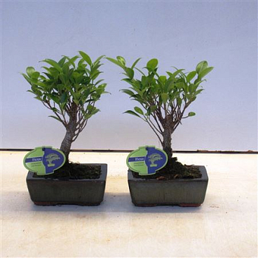 Bonsai Ficus Retusa Broom Without Drip Tray
