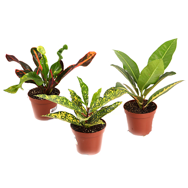 Кодиеум Микс