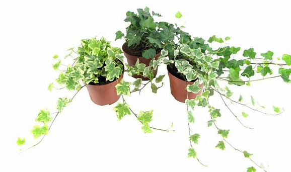 Хедера хеликс Спешл Микс