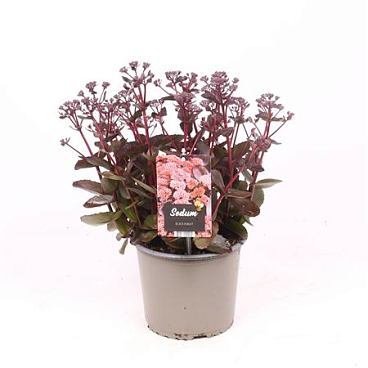 Sedum Black Knight