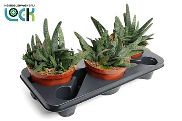 Gasteria Minor