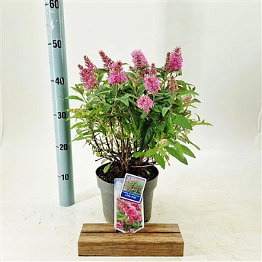 Buddleja Dav Little Pink (butterfly Candy)