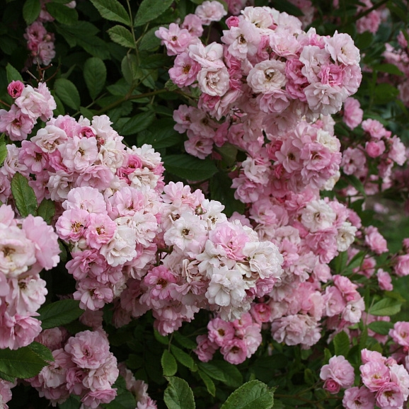 Роза плетистая Бонни