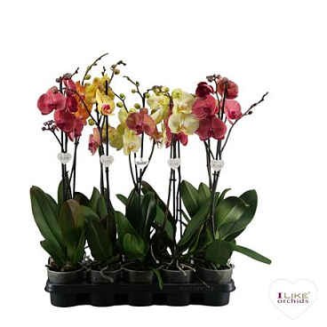 Phal 1st Yellow/orange Mix 9+ (levo)