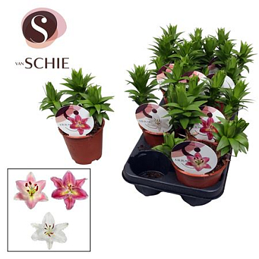 Lilium Or Mix 3pp (watch Me Grow)