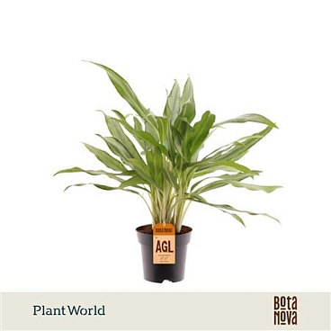 Aglaonema White Lance