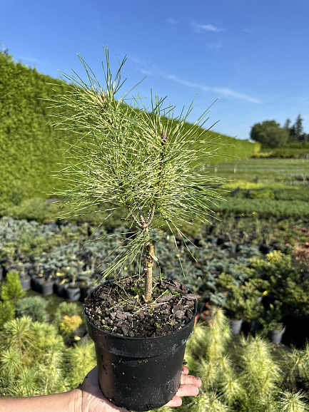 Сосна густоцветковая Голден Гост