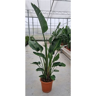 Strelitzia Augusta