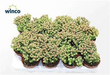 Crassula Tom Thub