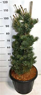 Pinus Parv Negishi