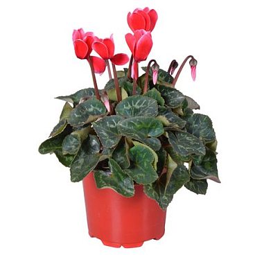Cyclamen Super Allure Fuji Red Ton Sur Ton