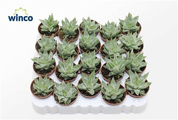 Haworthia Retusa White Ghost