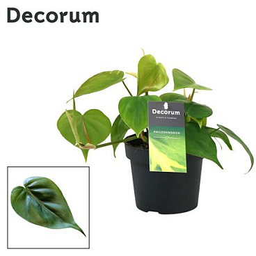 Philodendron Scandens (decorum)