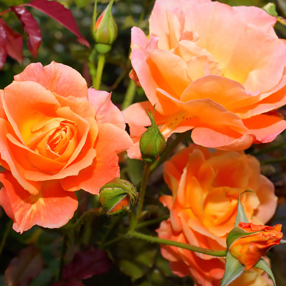 Роза флорибунда Сунита