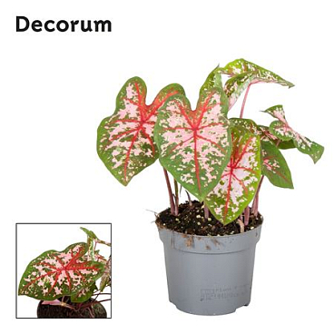 Caladium Carolyn Whorton Decorum