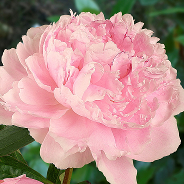 Пион травянистый Сара Бернард в тубе