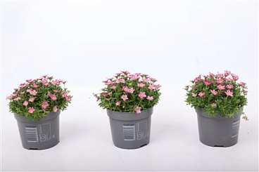 Saxifraga Ice Colours Red
