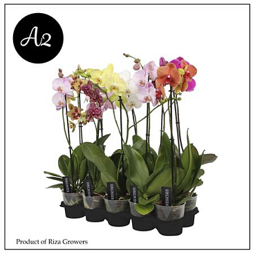 Phal 1st A2 Mix (orchid Growers)