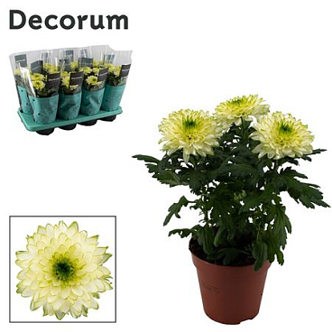 Chrys Zembla Lime 3pp (decorum)