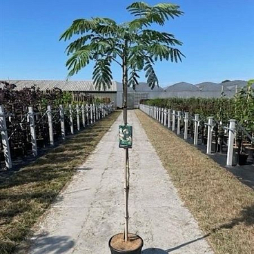 Albizia Julibrissin Tropical Dream