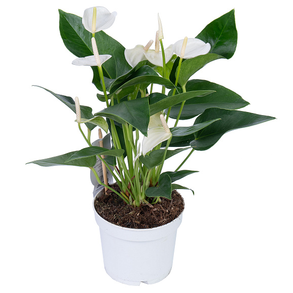 Антуриум андрианум Чемпион белый