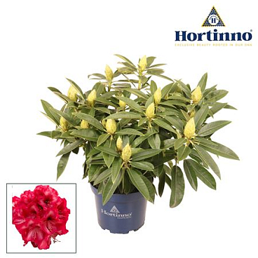 Rhodo Hortinno Red Dragon