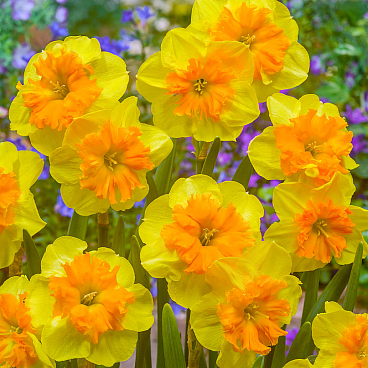 Нарцисс орхидный Слайс Оф Лайф