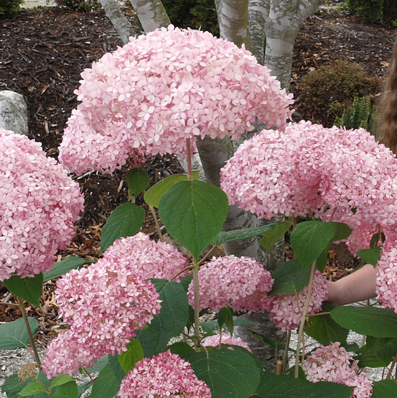 Гортензия древовидная Кандибелле Баблгам в тубе