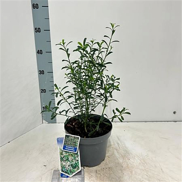 Eriostemon Myoporoides