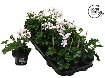 Pelargonium Pelt White (longlife)