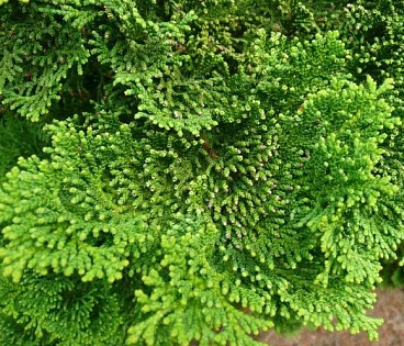 Кипарисовик туполистный Нана Грацилис