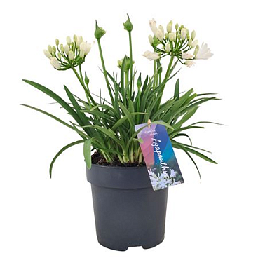 Agapanthus Double Diamond