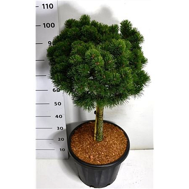 Pinus Mugo March On Stem