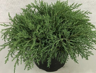 Микробиота перекрестнопарная Дрю Блю