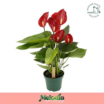 Anth An Melodia 6+ (amazone)