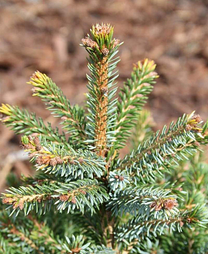 Ель сербская Нана штамб