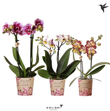 Phal Little Kolibri 2st Spotty Mix 22+ (ok)