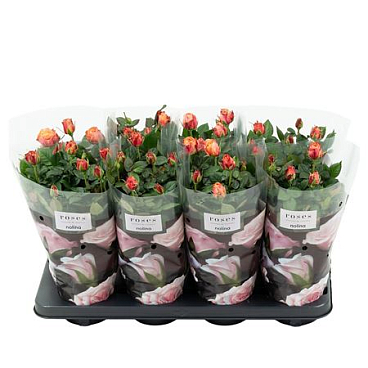 Rosa Patio Orange