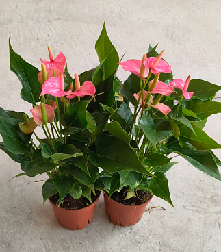 Антуриум андрианум Чемпион розовый