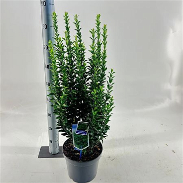 Euonymus Jap Microphyllus