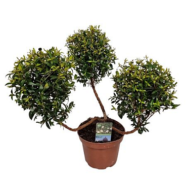 Myrtus Communis Pon Pon