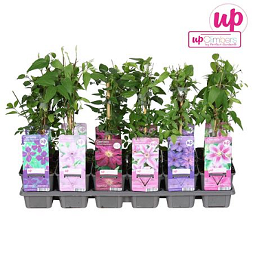Clematis Mix Budget