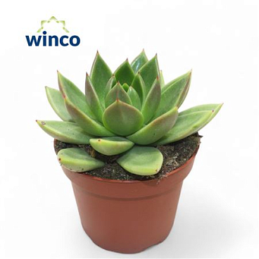 Echeveria Miranda
