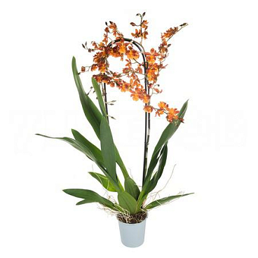 Камбрия Кататанте каскад 1 ст