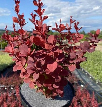 Барбарис тунберга Венеция