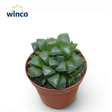 Haworthia Retusa Ssp.