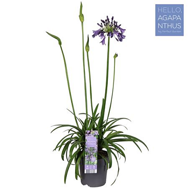 Agapanthus Poppin Purple