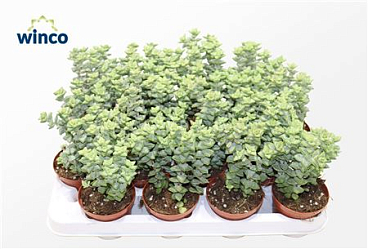 Crassula Perfoliata Xl